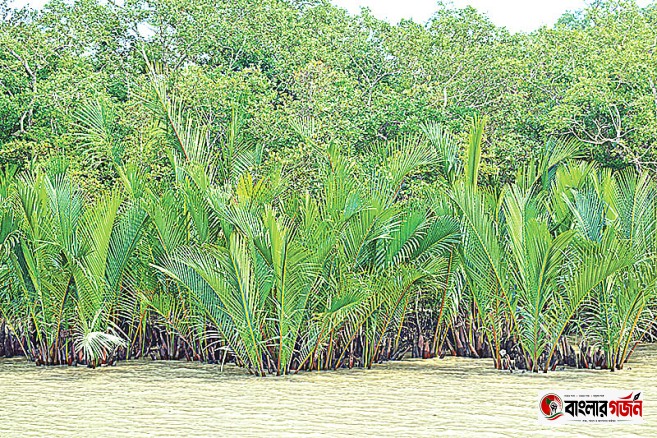 সুন্দরবনের বাতাসে বিষবাষ্প: মানমাত্রার চেয়ে বহুগুণ বেশি ক্ষতিকর অতিক্ষুদ্র কণা